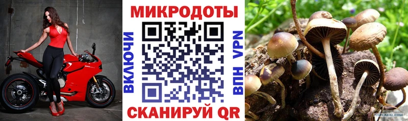 KRAKEN ТОР  Юхнов  Псилоцибиновые грибы Psilocybe 